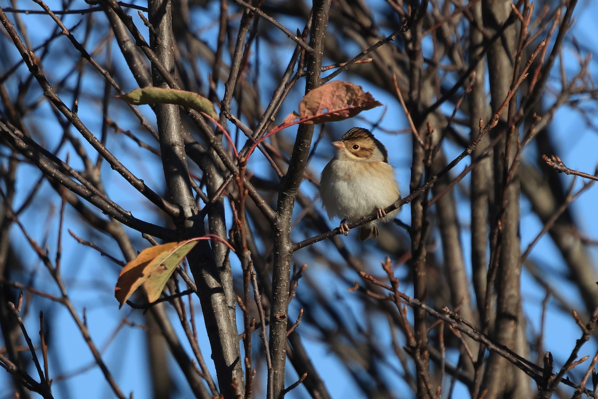 Clay-colored Sparrow - ML643507281