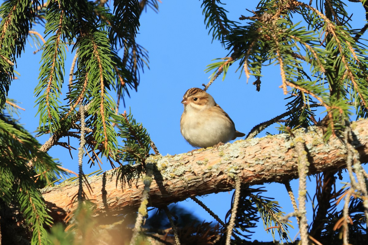 Clay-colored Sparrow - ML643507289