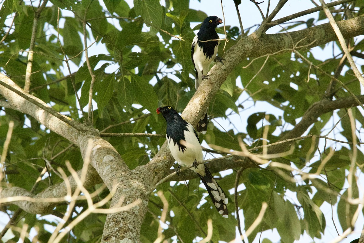 Magpie Tanager - ML643507290