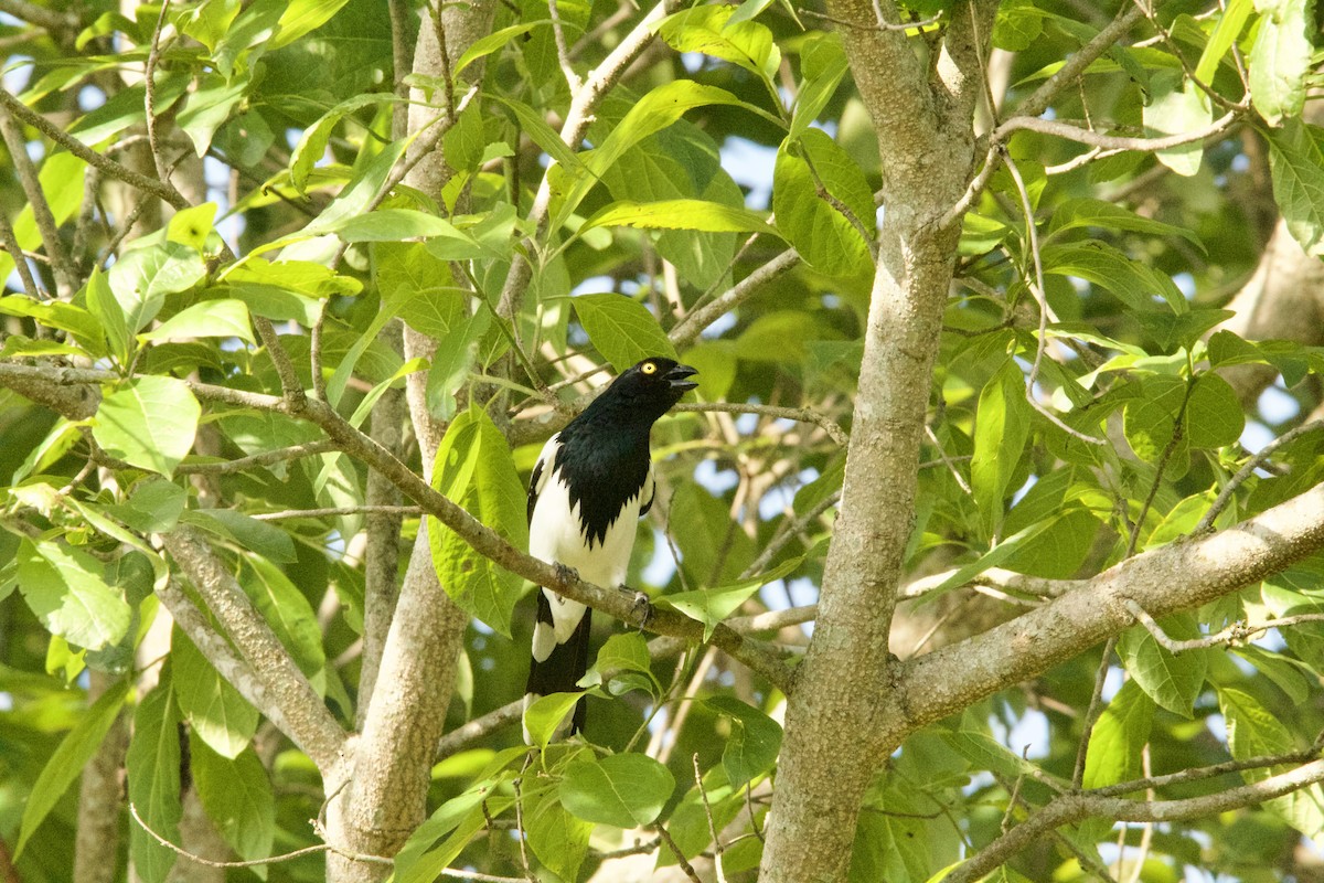 Magpie Tanager - ML643507292