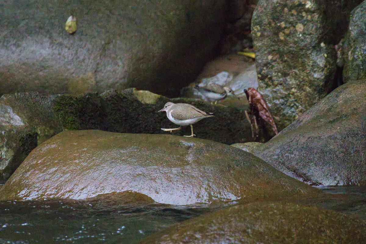 Spotted Sandpiper - ML643507295