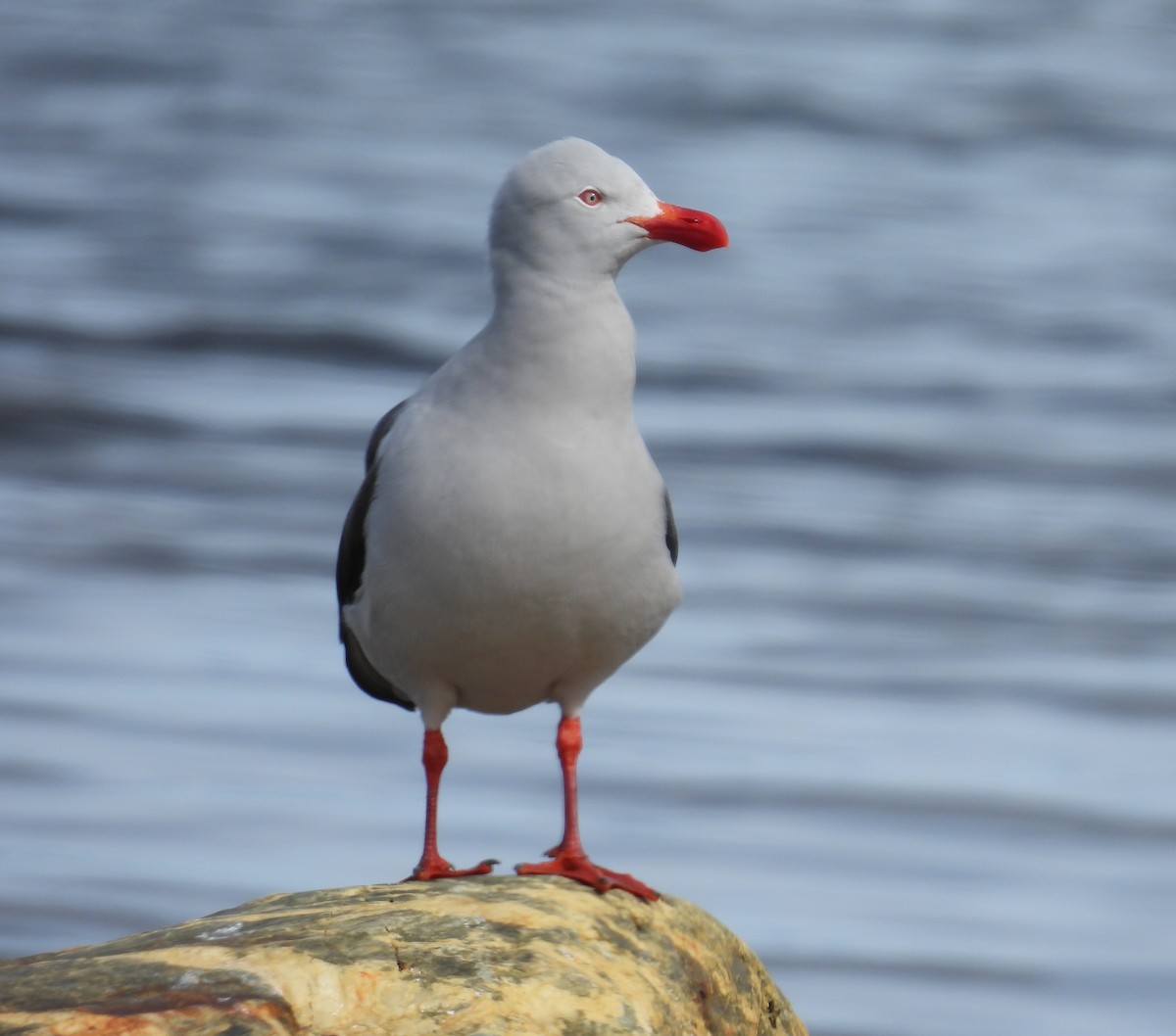 Dolphin Gull - ML643507302