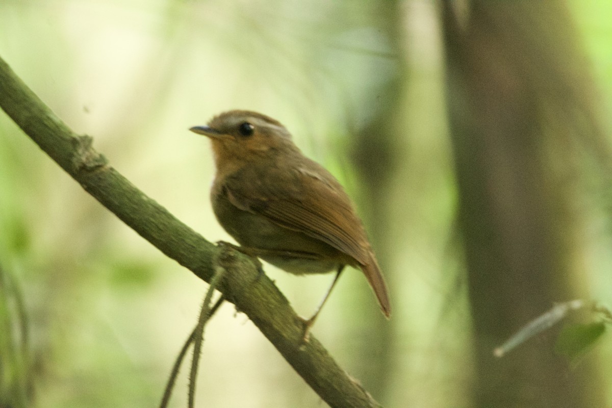 mucholovka rezavá - ML643507304