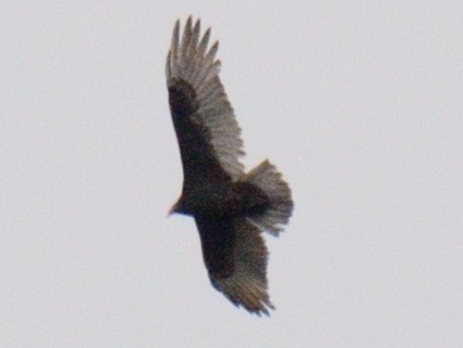 Truthahngeier - ML643507310