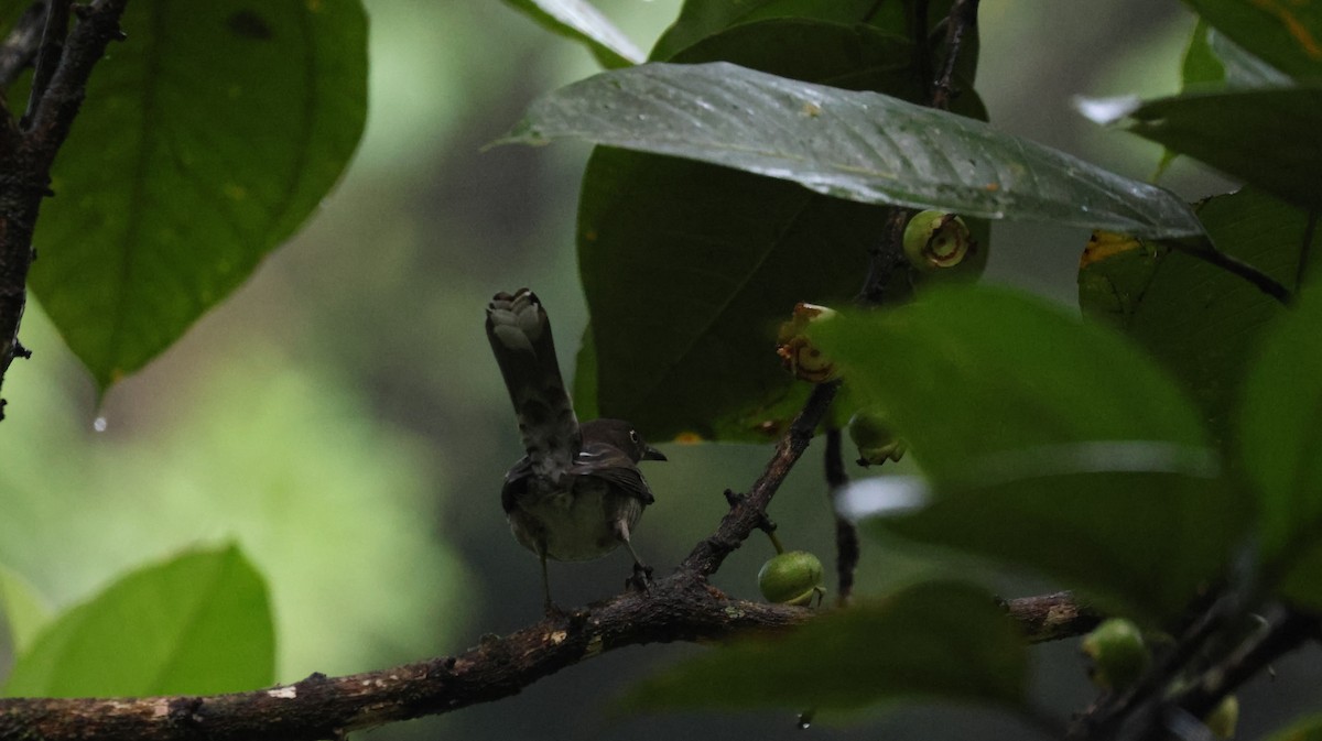 Scaly-breasted Thrasher - ML643507313