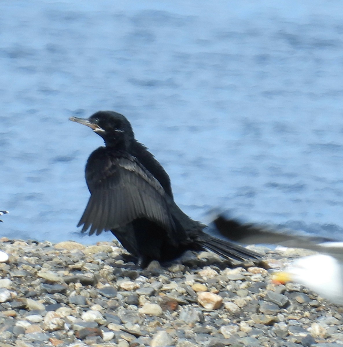 Neotropic Cormorant - ML643507319