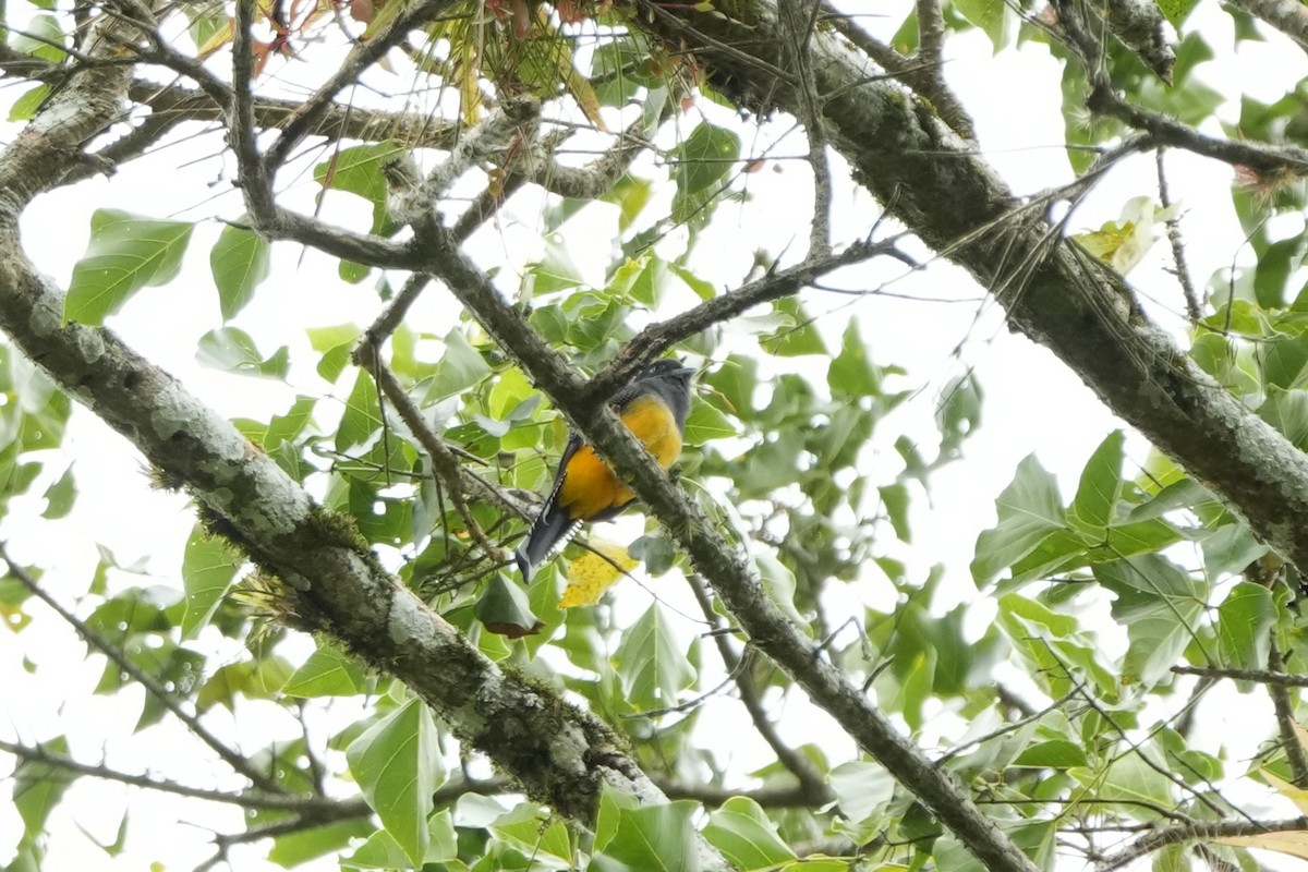 Gartered Trogon - ML643507320