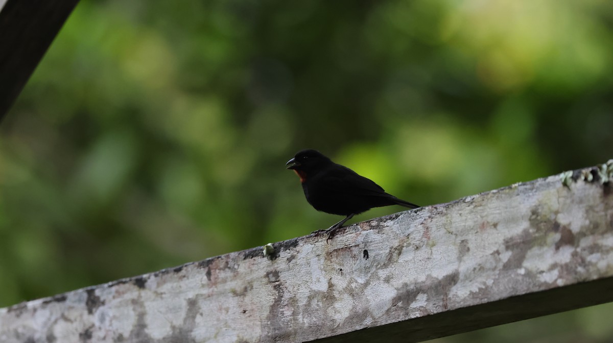 Lesser Antillean Bullfinch - ML643507330
