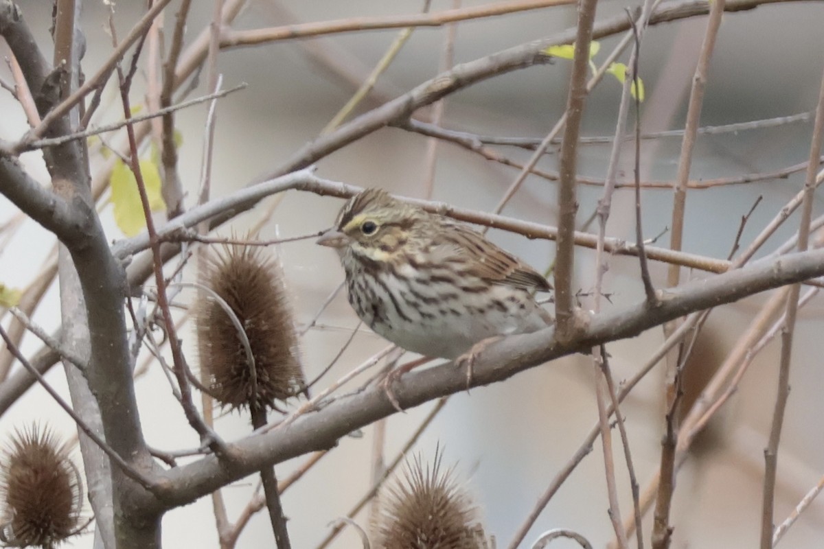 Savannah Sparrow - ML643507342