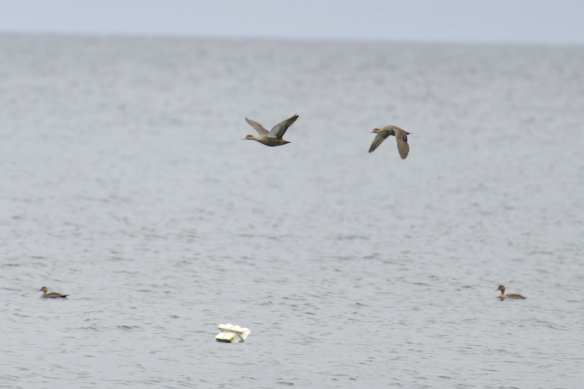 Philippine Duck - ML643507344