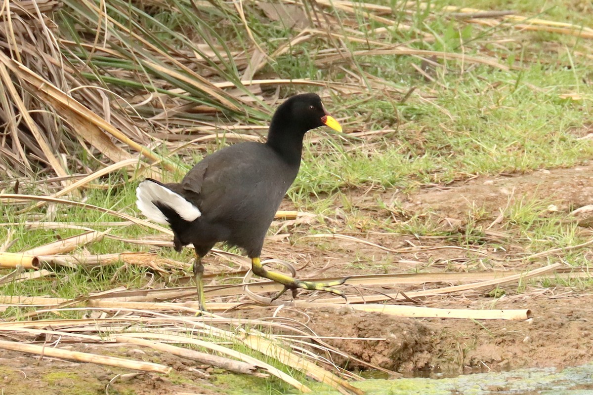 Red-fronted Coot - ML643507355