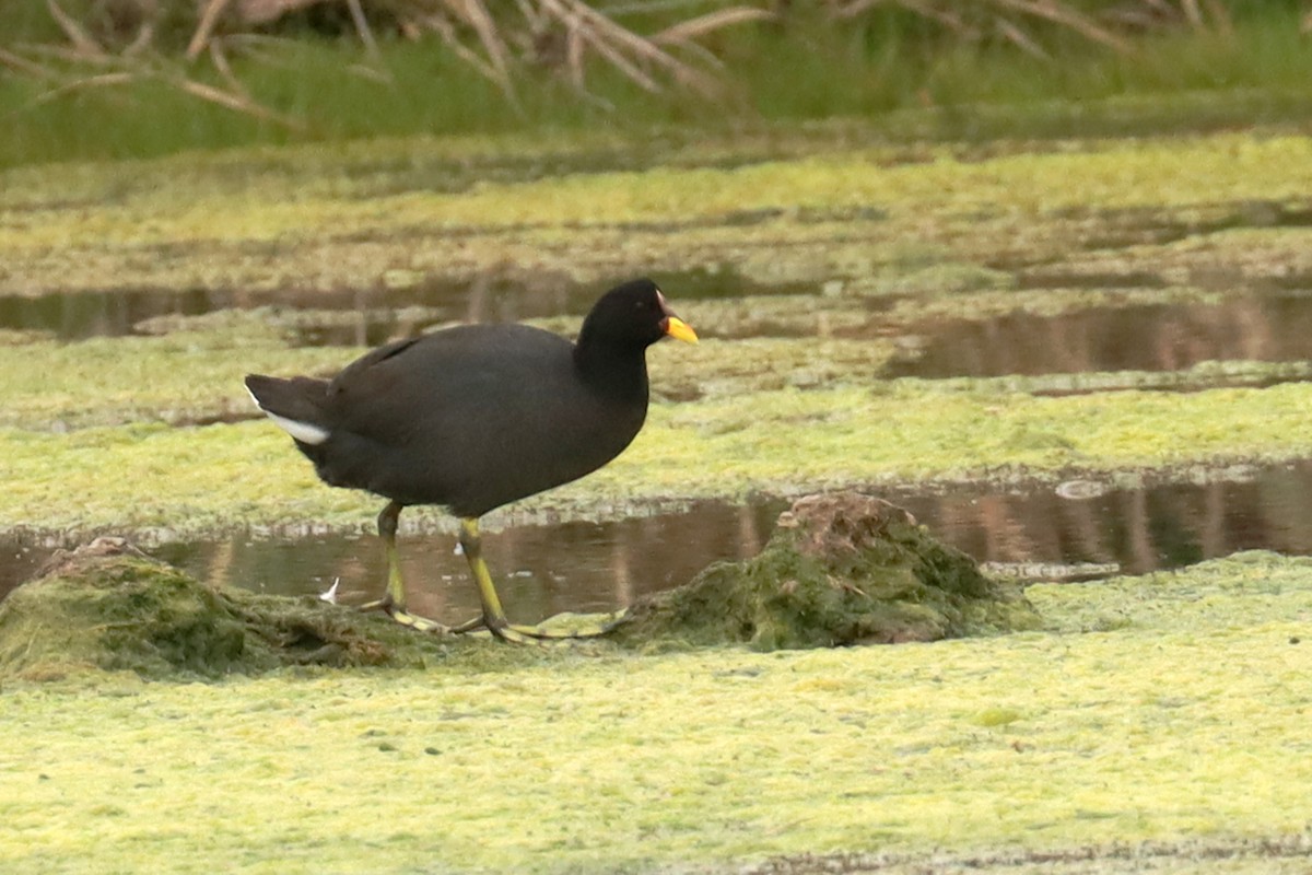 Red-fronted Coot - ML643507356