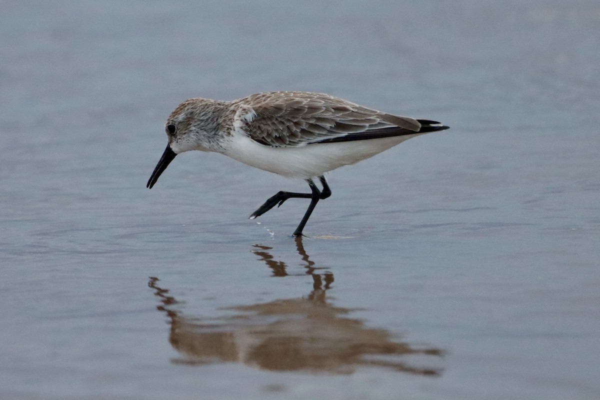 beringsnipe - ML643507372