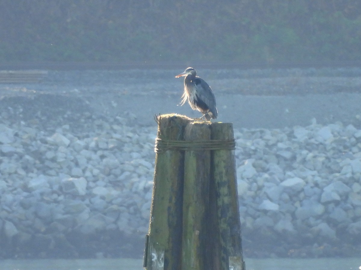 Great Blue Heron - ML643507395
