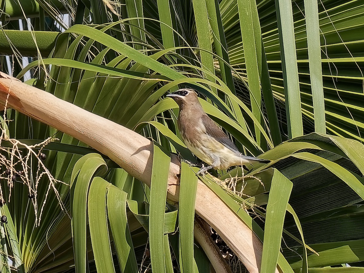 Cedar Waxwing - ML643507396