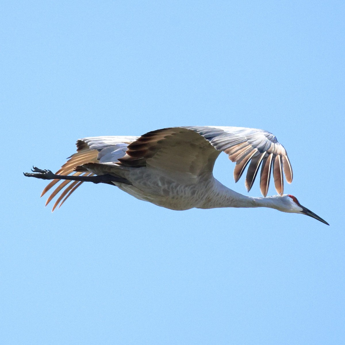 Sandhill Crane - ML643507400