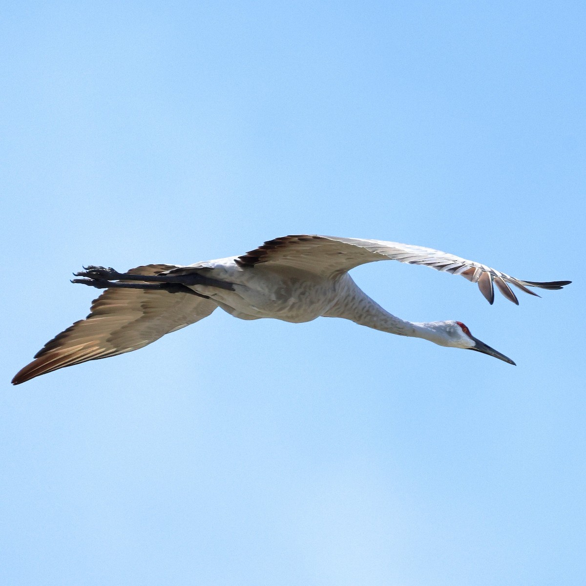 Sandhill Crane - ML643507402
