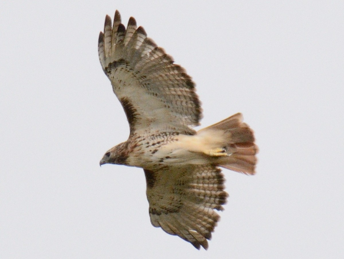 káně rudochvostá (ssp. borealis) - ML643507407