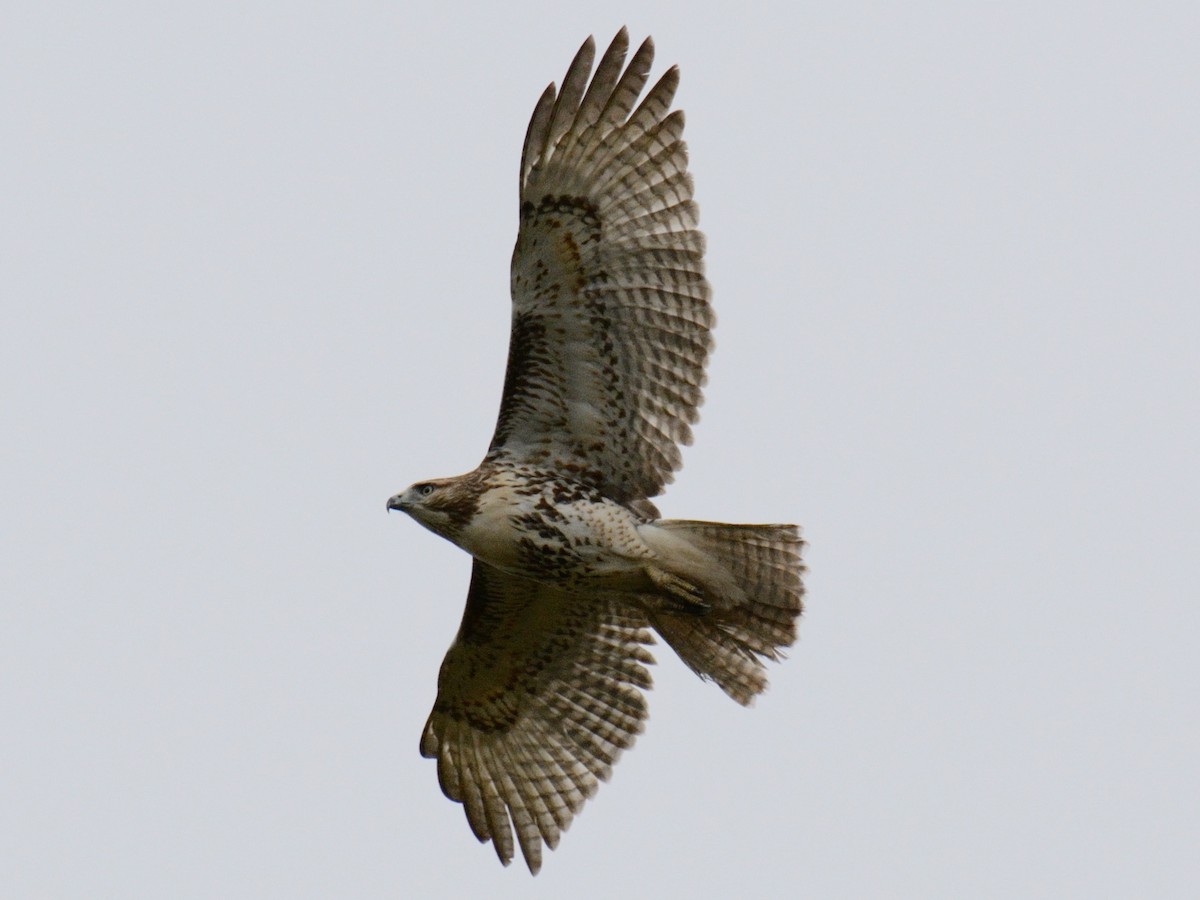 káně rudochvostá (ssp. borealis) - ML643507408