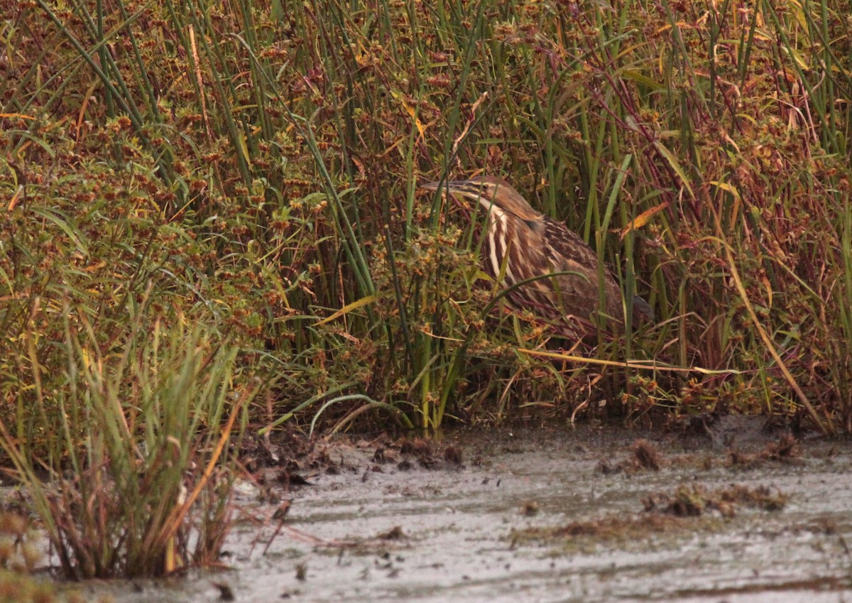 American Bittern - ML643507409