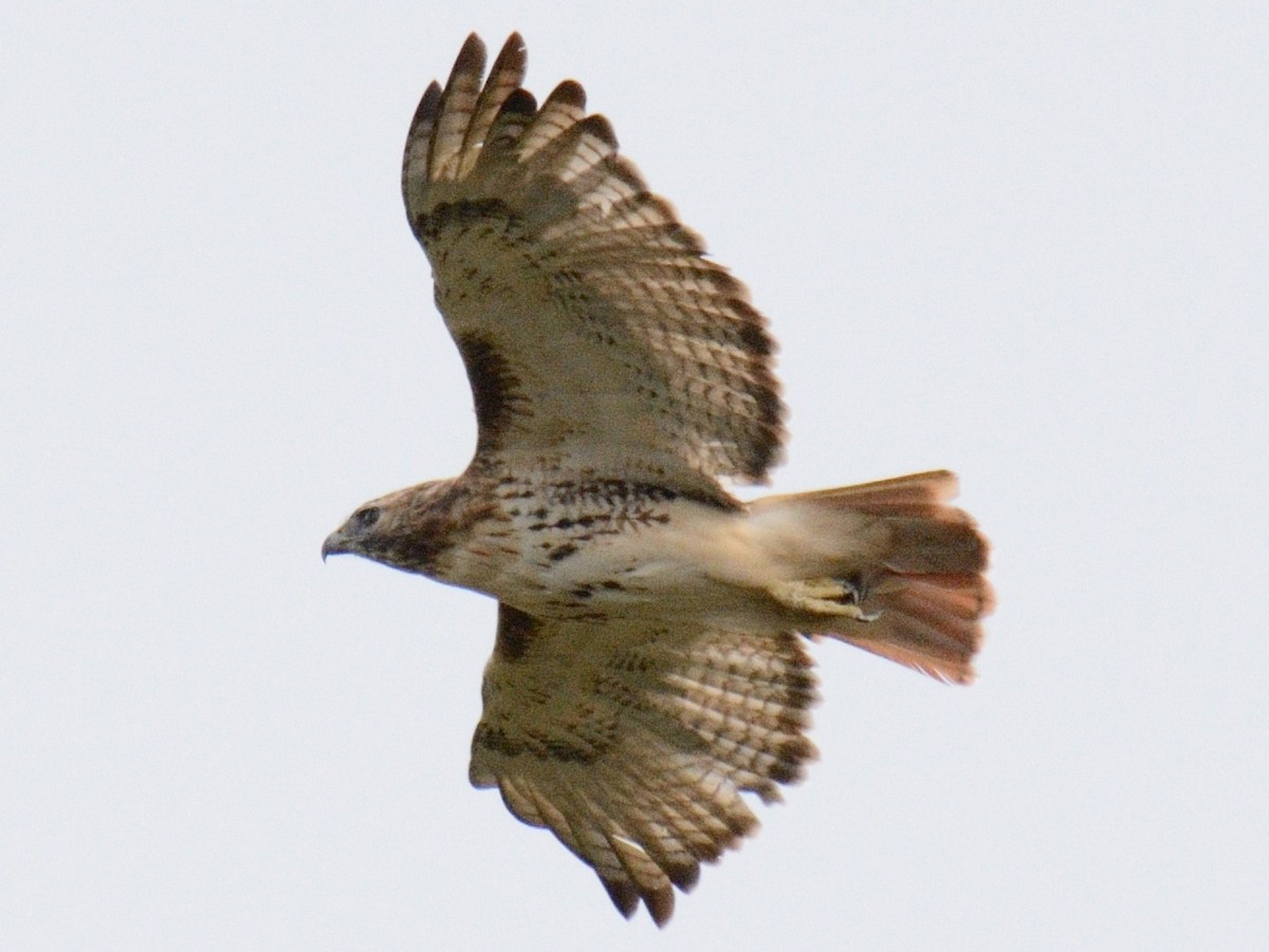 káně rudochvostá (ssp. borealis) - ML643507410