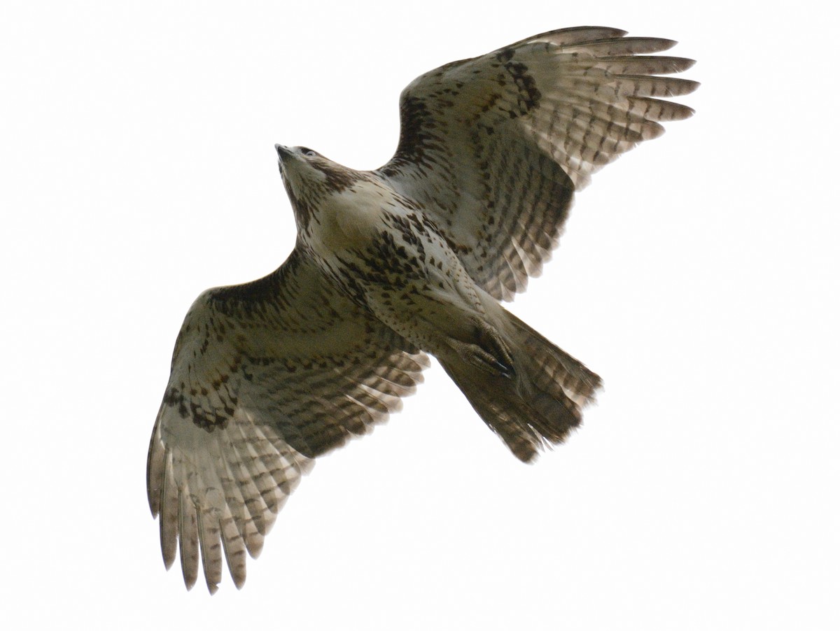 káně rudochvostá (ssp. borealis) - ML643507411