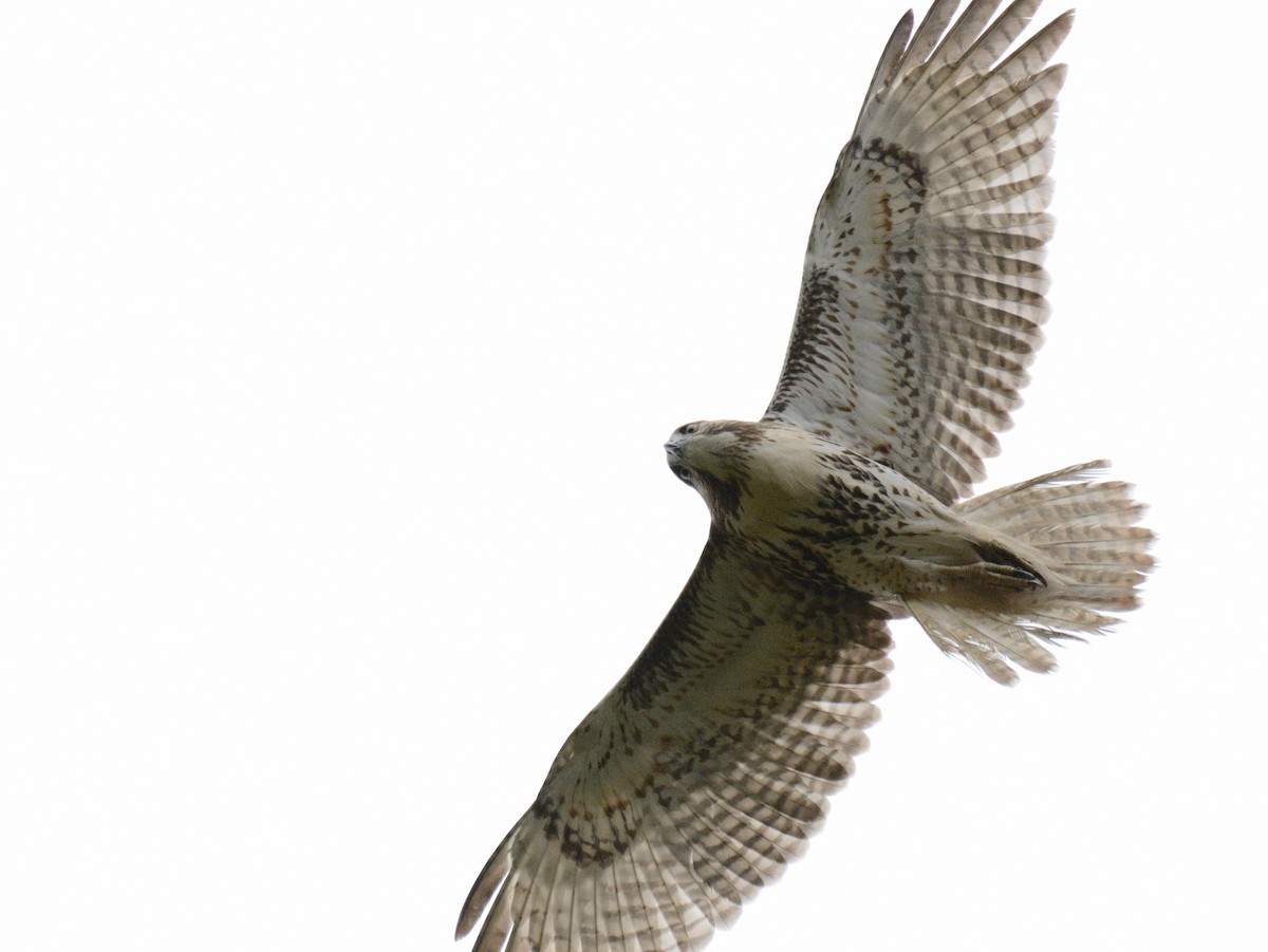 káně rudochvostá (ssp. borealis) - ML643507412