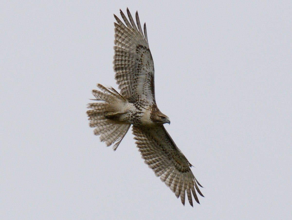 káně rudochvostá (ssp. borealis) - ML643507413