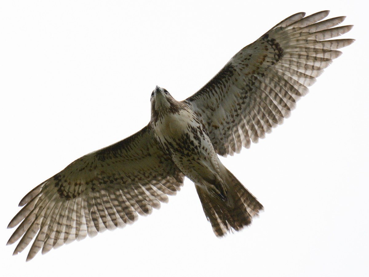 káně rudochvostá (ssp. borealis) - ML643507414