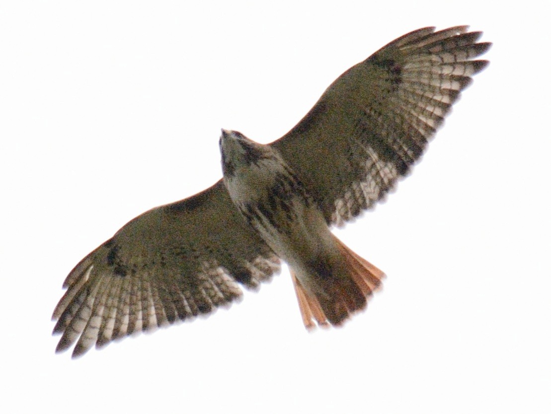 káně rudochvostá (ssp. borealis) - ML643507415