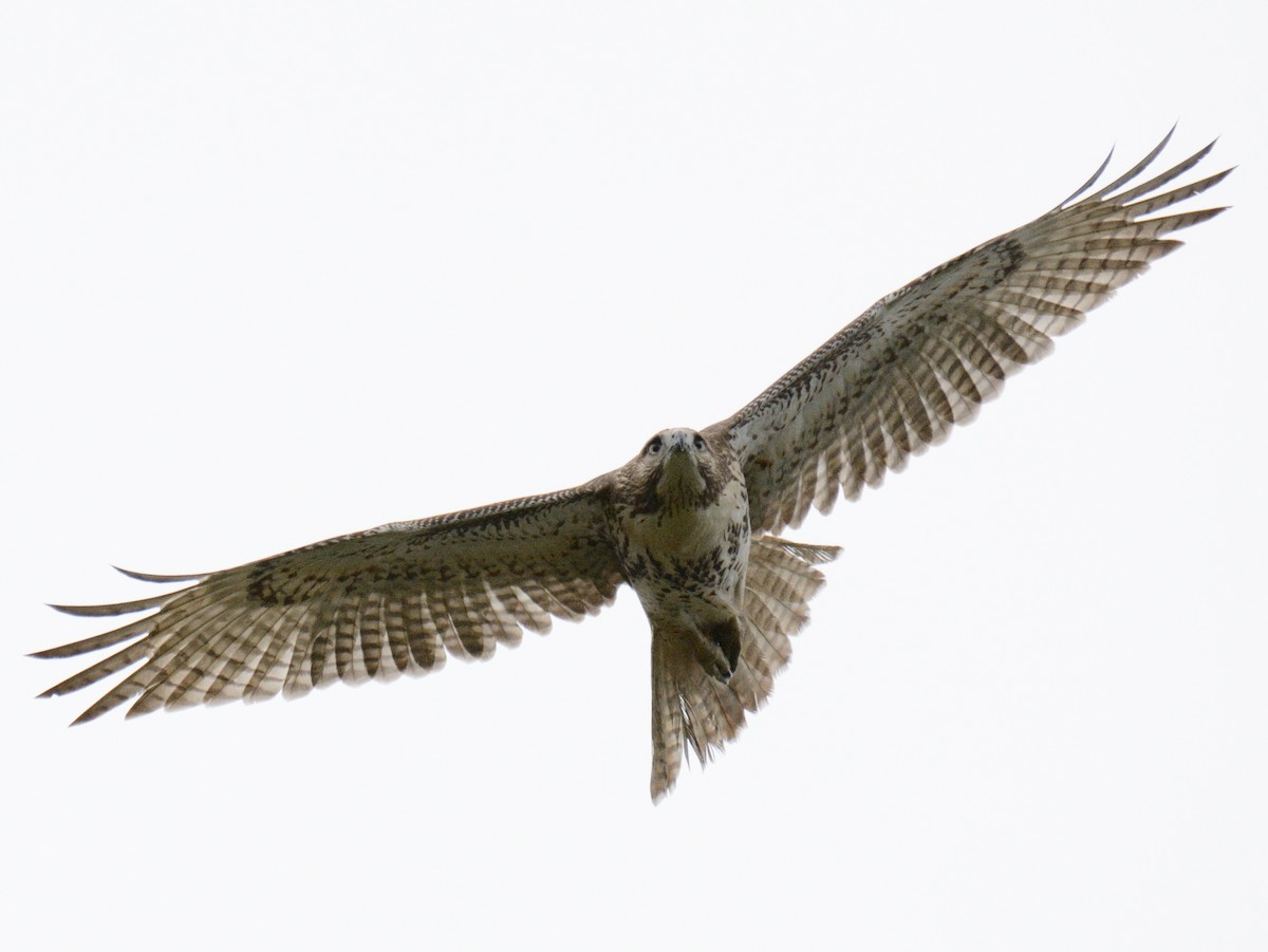 káně rudochvostá (ssp. borealis) - ML643507416