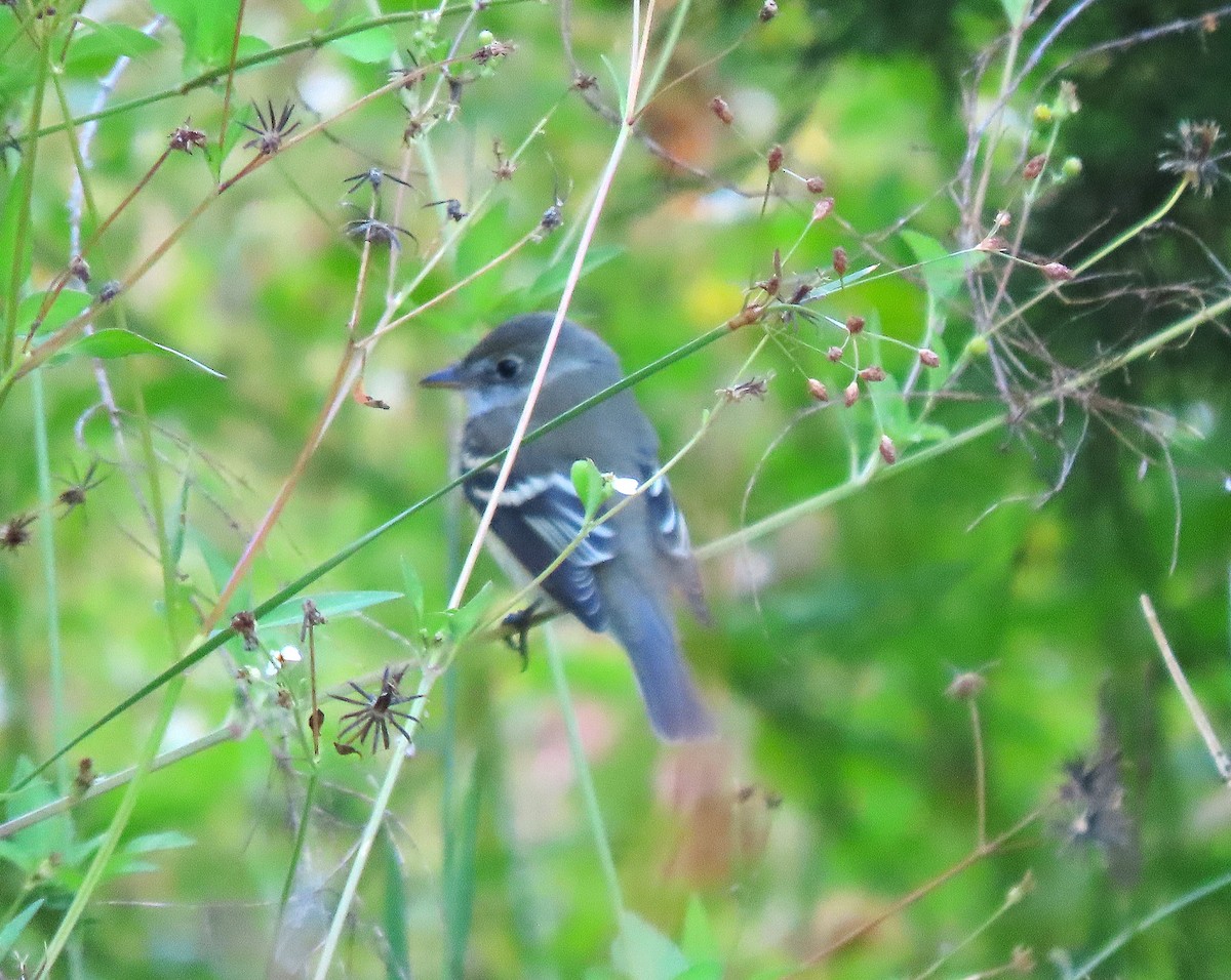 Alder Flycatcher - ML643507422