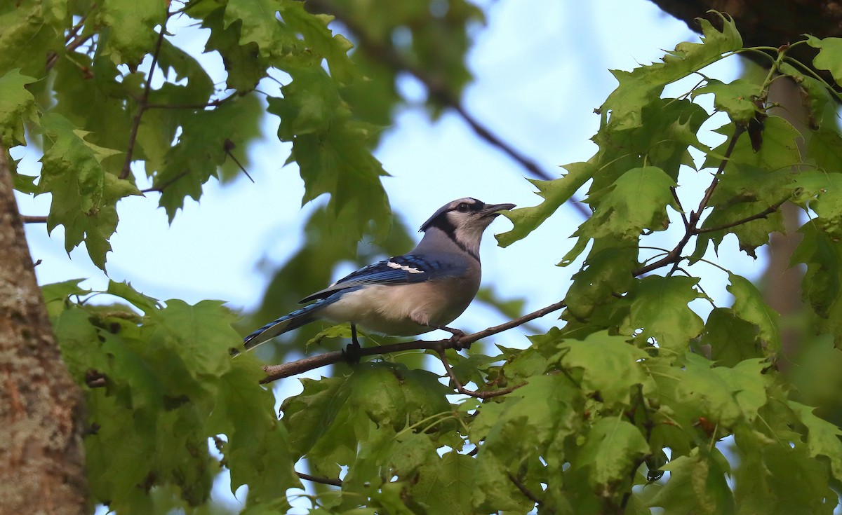Blue Jay - ML643507430