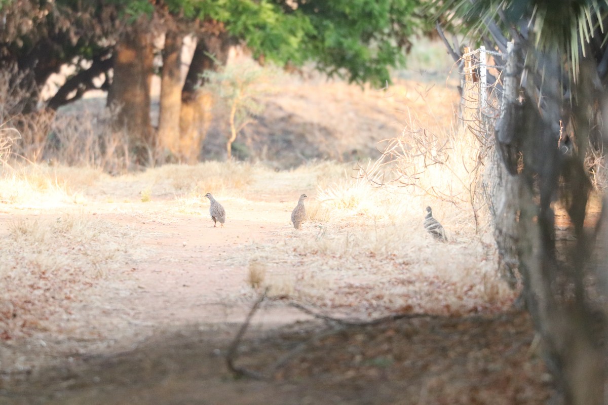 Natal Spurfowl - ML643507443
