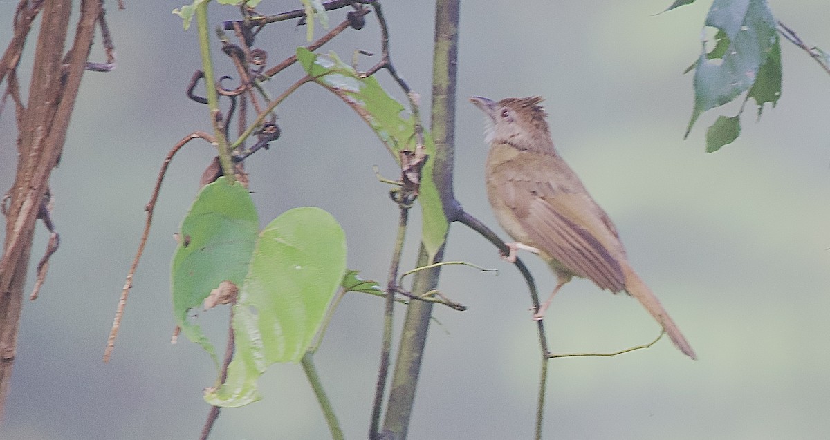 Spectacled Bulbul - ML643507453