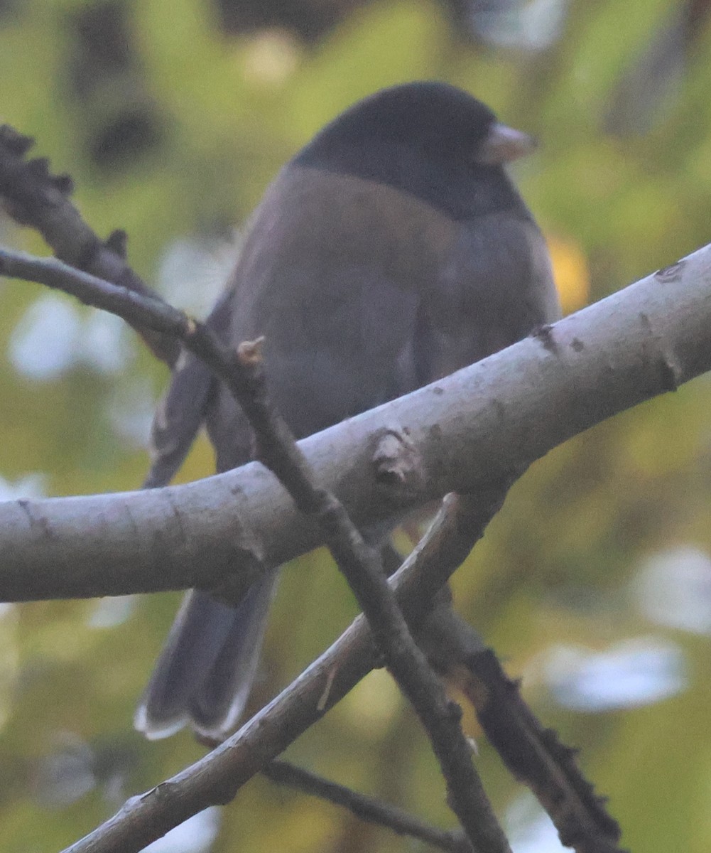 Junco Ojioscuro (grupo oreganus) - ML643507456