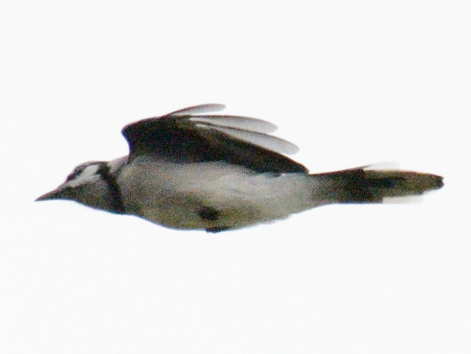 Blue Jay - ML643507458