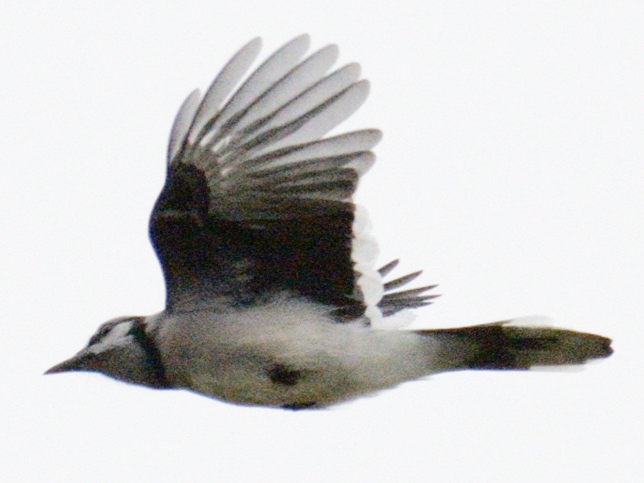 Blue Jay - ML643507459