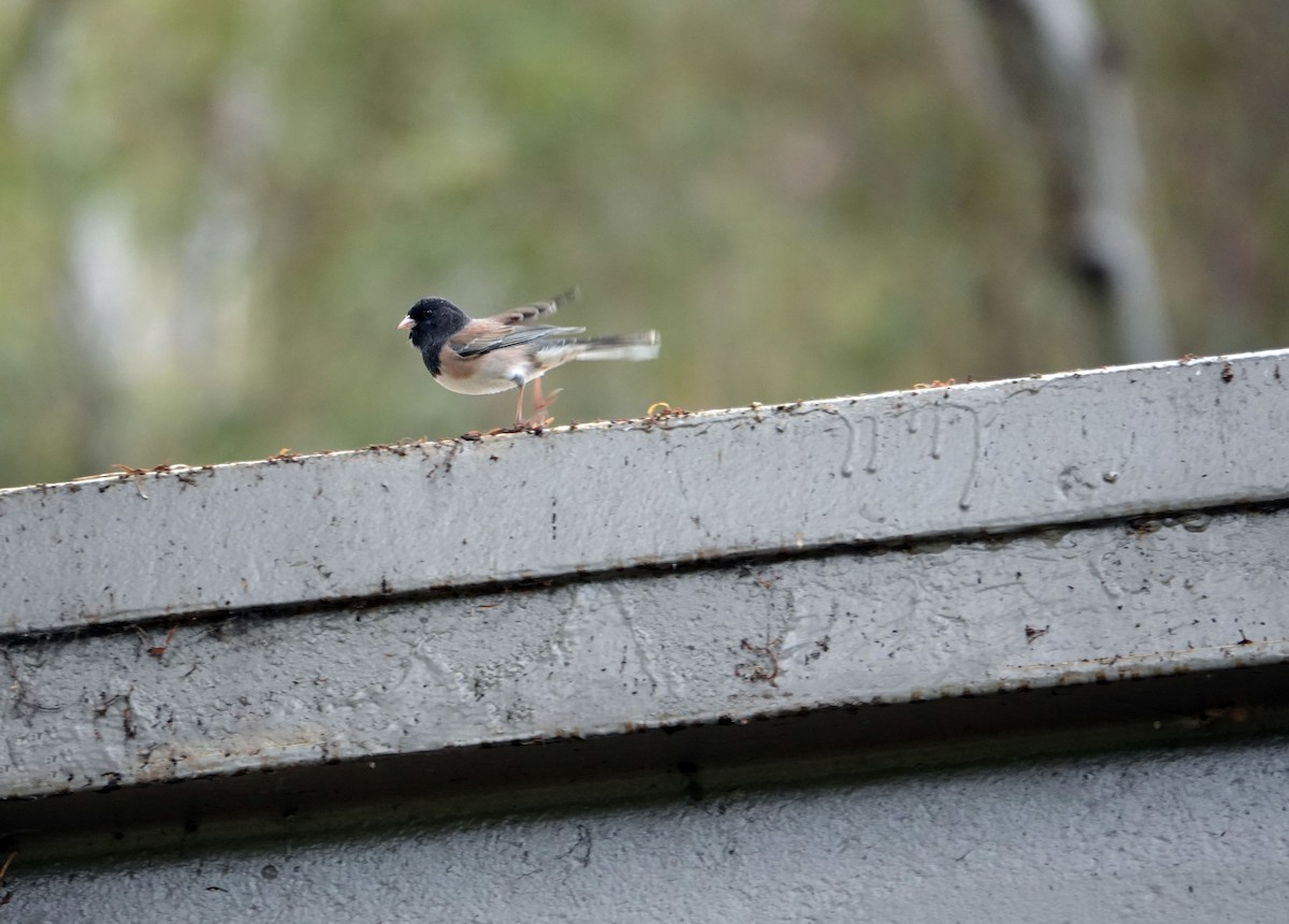 Junco Ojioscuro - ML643507461