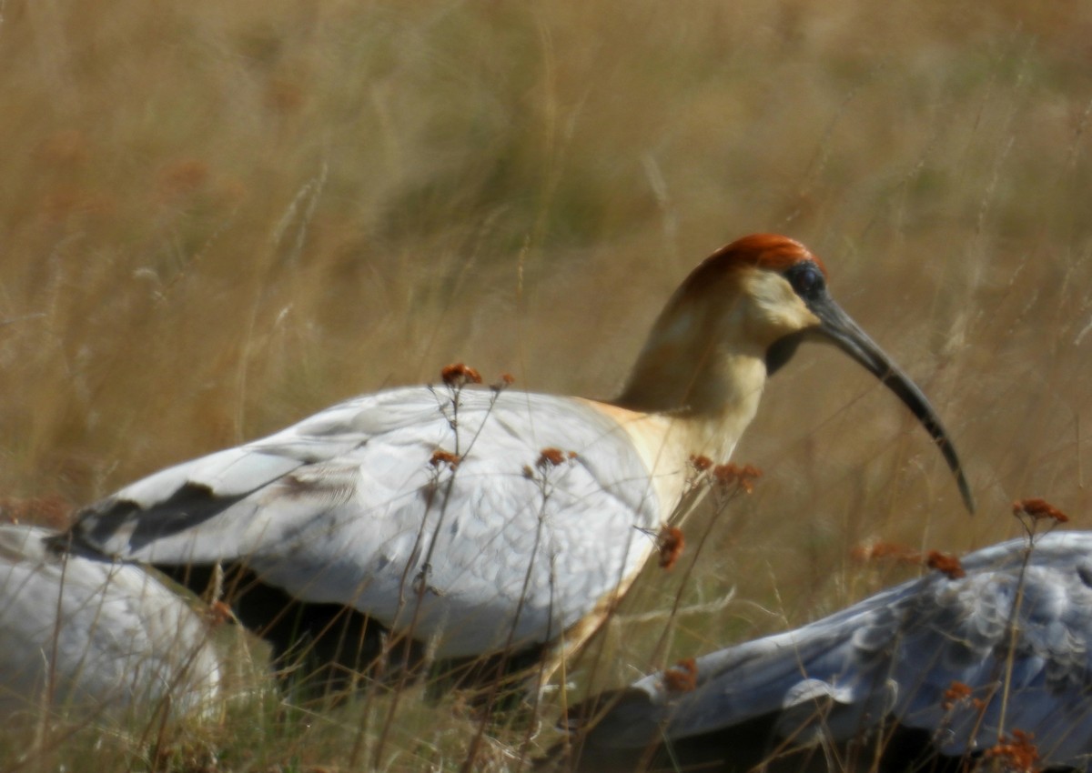 Black-faced Ibis - ML643507472