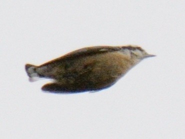Red-breasted Nuthatch - ML643507473