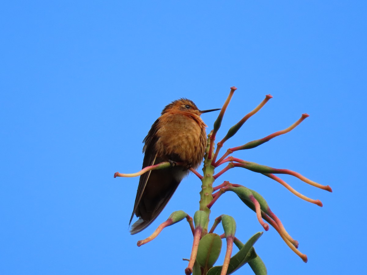 kolibřík duhovohřbetý - ML643507474