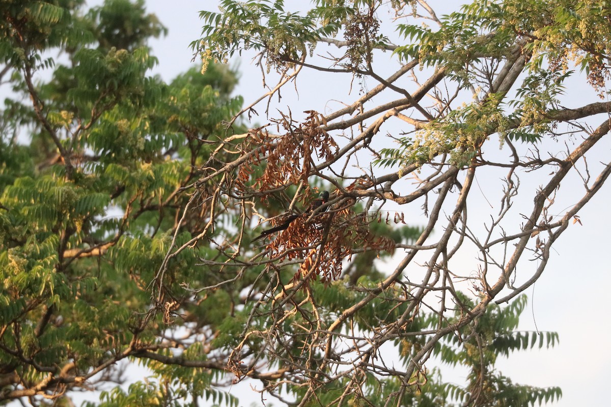 Green Woodhoopoe - ML643507476