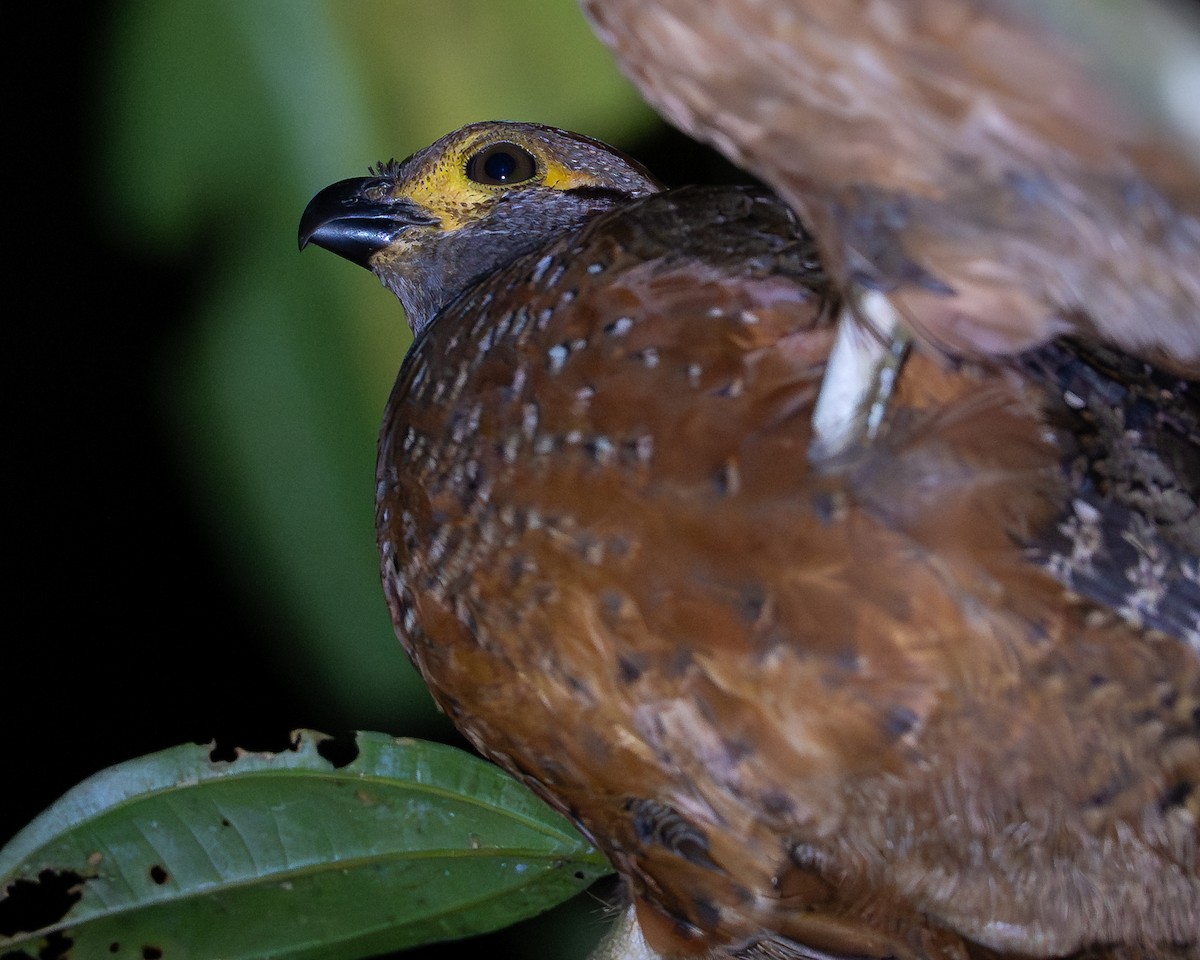 Starred Wood-Quail - ML643507486