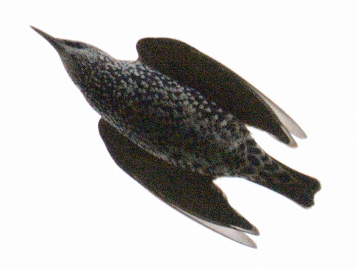 stær - ML643507488
