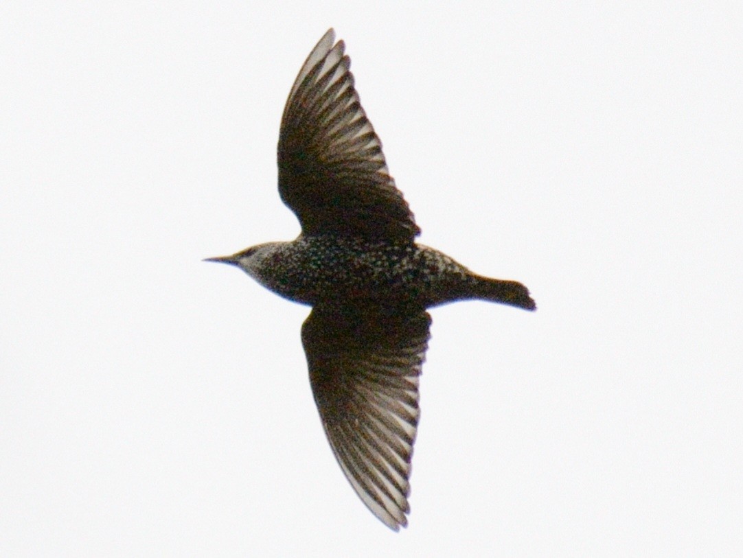 stær - ML643507489