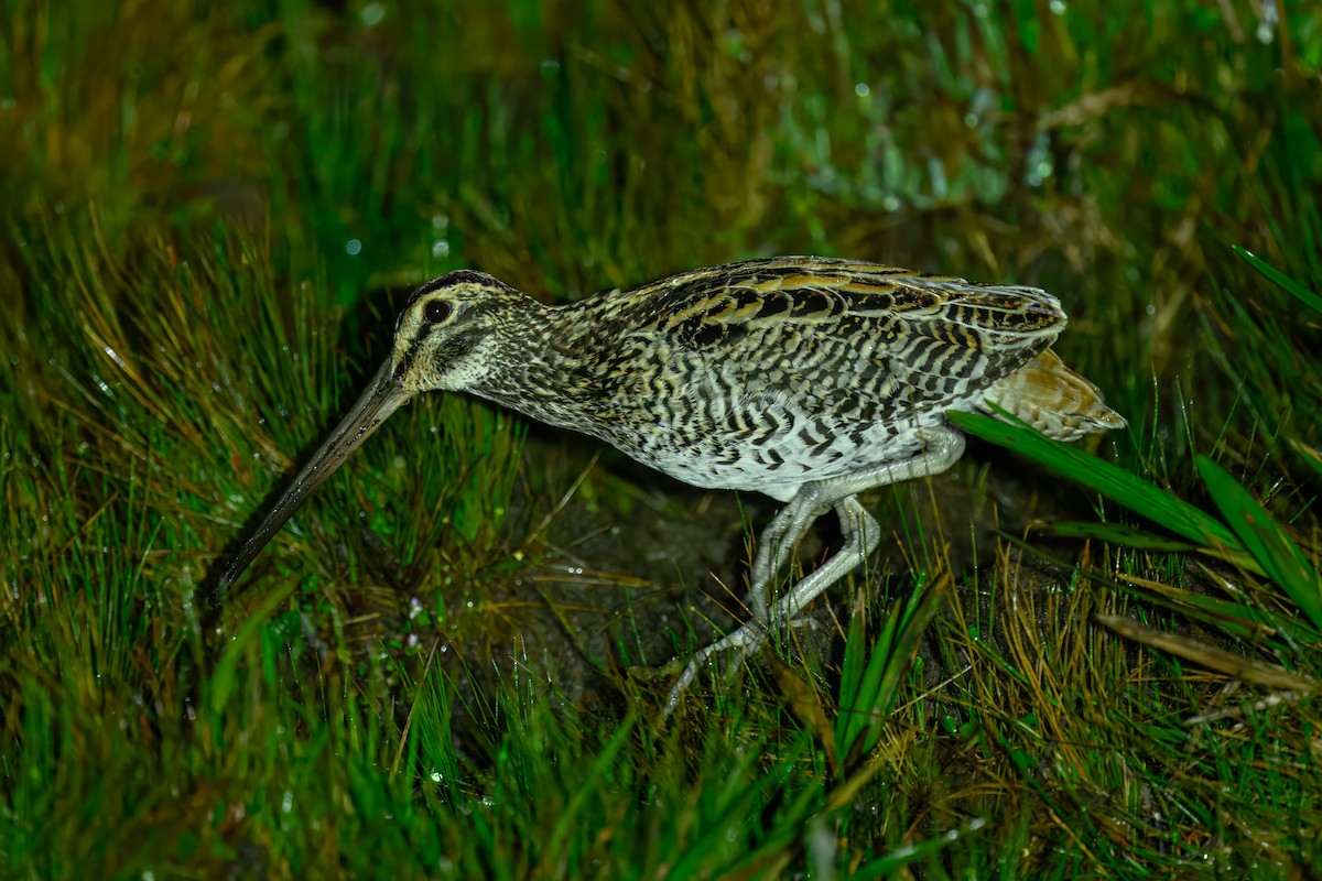 Giant Snipe - ML643507490