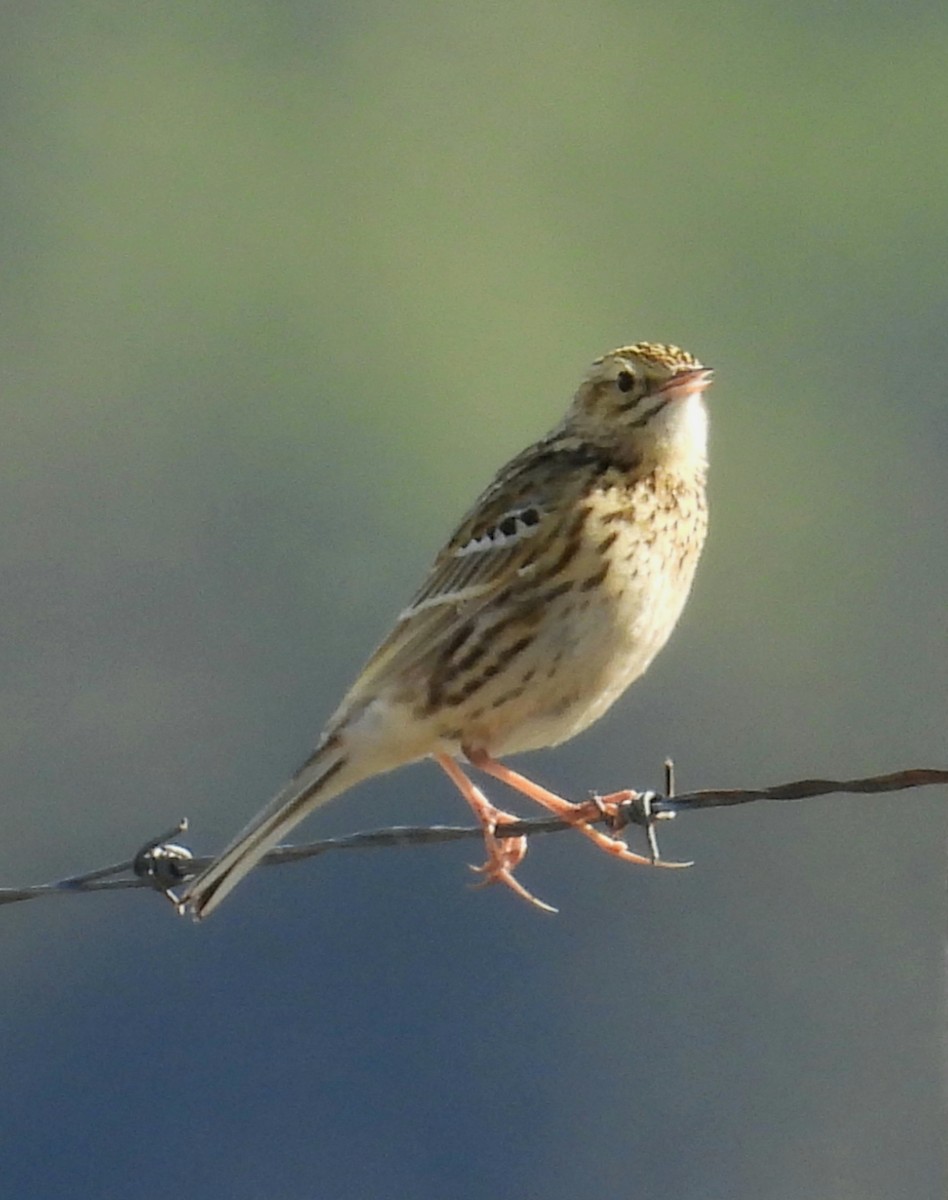 Correndera Pipit - ML643507491