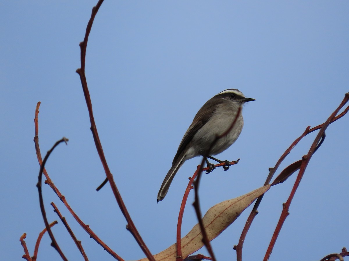 White-browed Chat-Tyrant - ML643507494