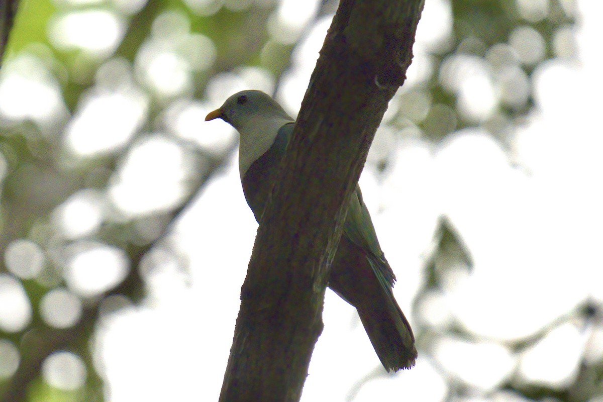 Black-chinned Fruit-Dove - ML643507495